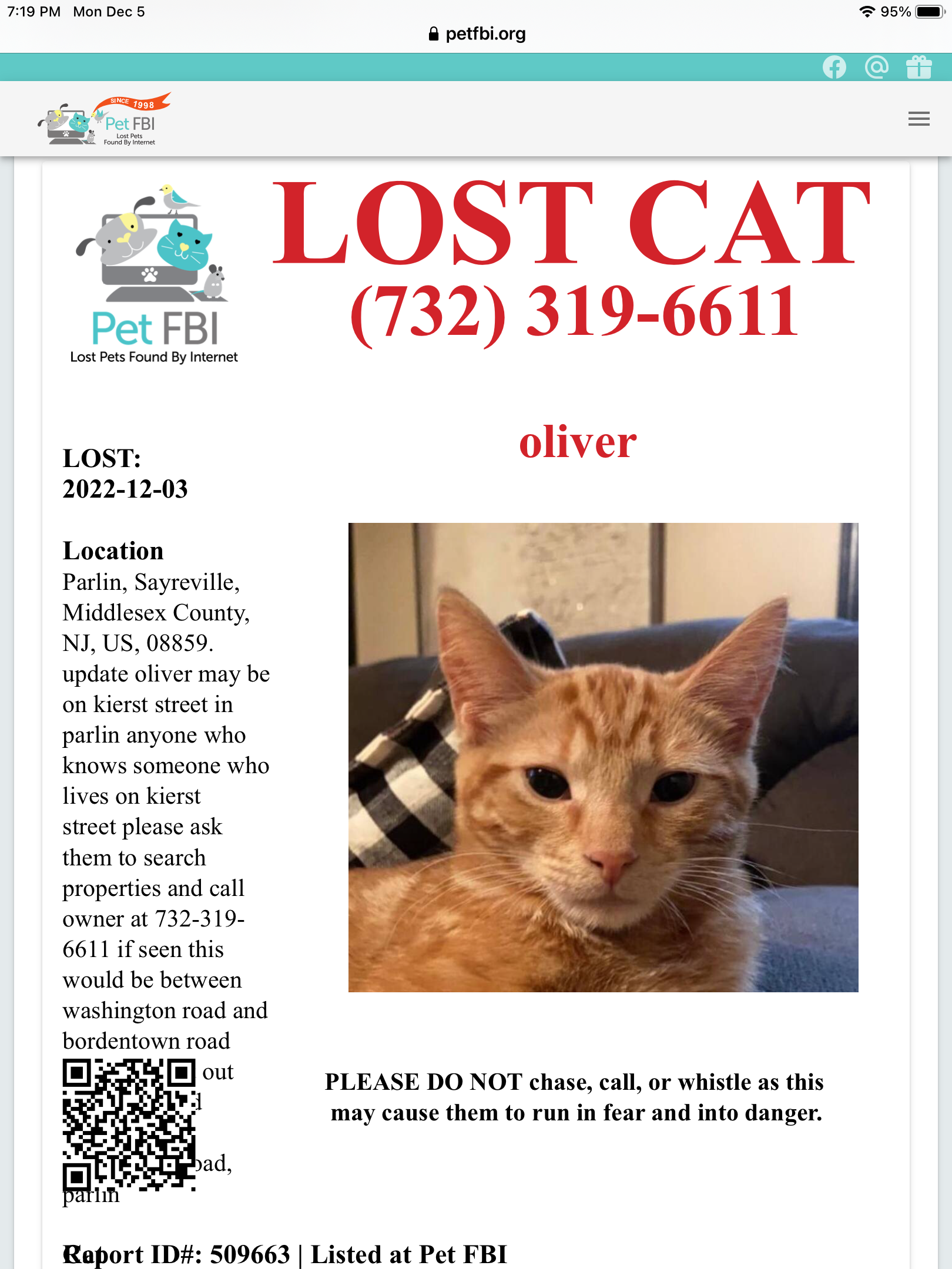 Lost Cats in New Jersey