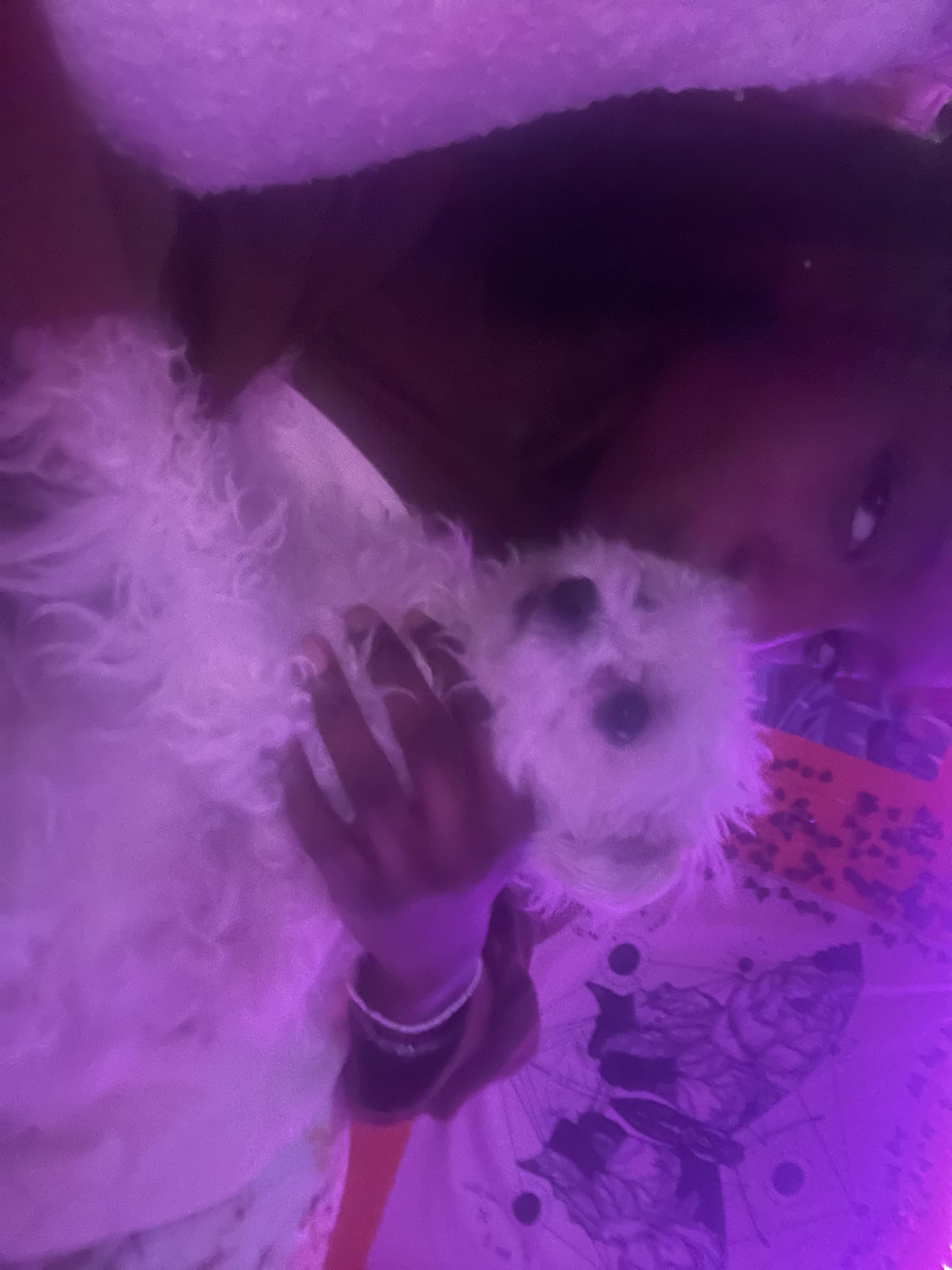 Chloe & Annie A Female Dog Lost BuddyWest Road, Newnan,