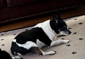 https://pawmaw-images.s3.ap-southeast-1.amazonaws.com/uploads/pets_image/lost_127068.jpg