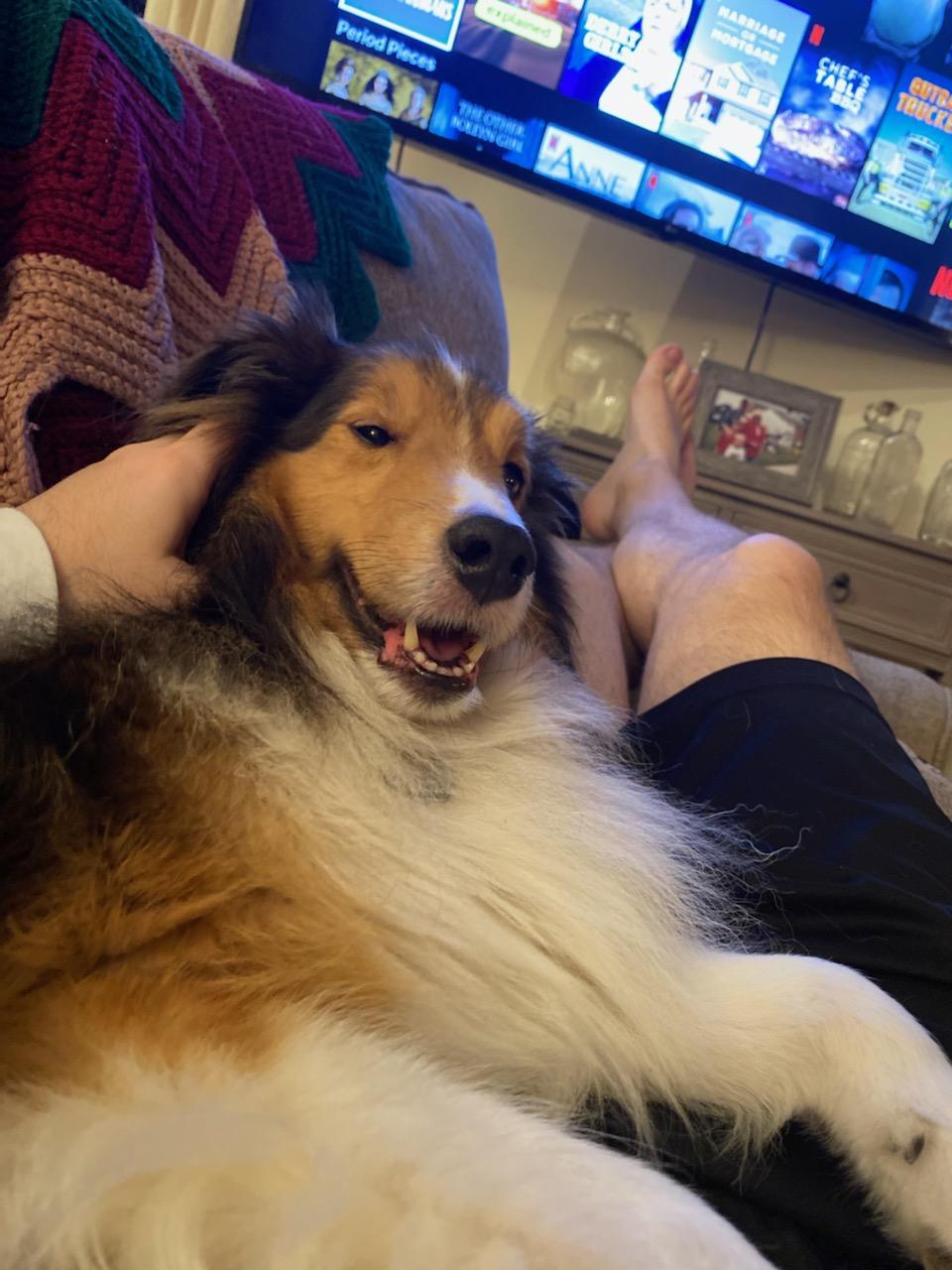 https://pawmaw-images.s3.ap-southeast-1.amazonaws.com/uploads/pets_image/lost_127209.jpeg