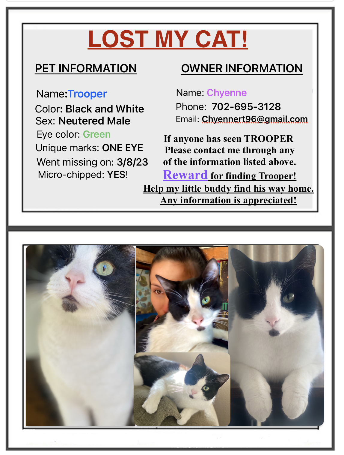 Trooper - A Male Cat Lost - Maryland and pebble, Paradise, Nevada, 89123 -  PawMaw