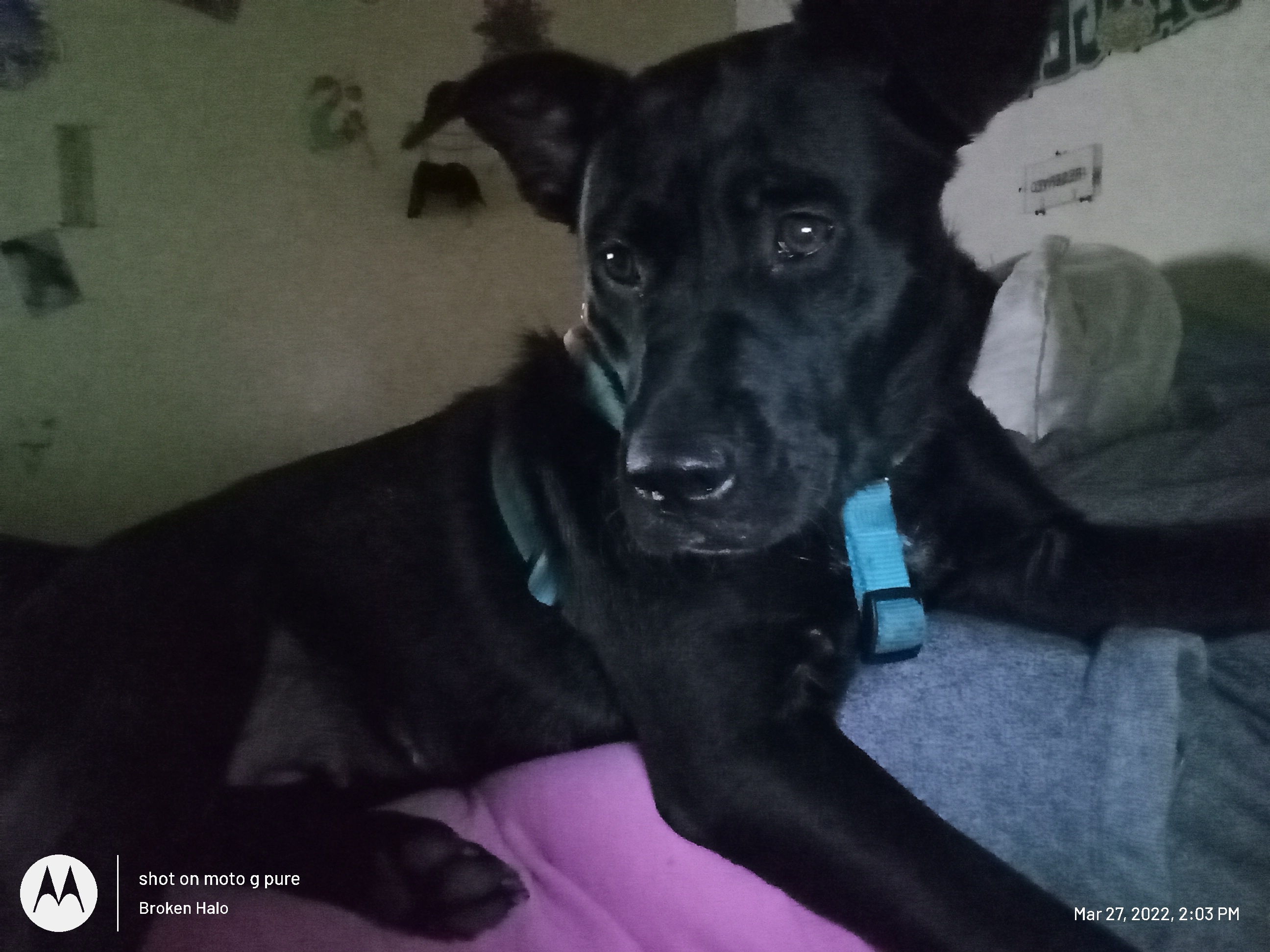 https://pawmaw-images.s3.ap-southeast-1.amazonaws.com/uploads/pets_image/lost_127998.jpg