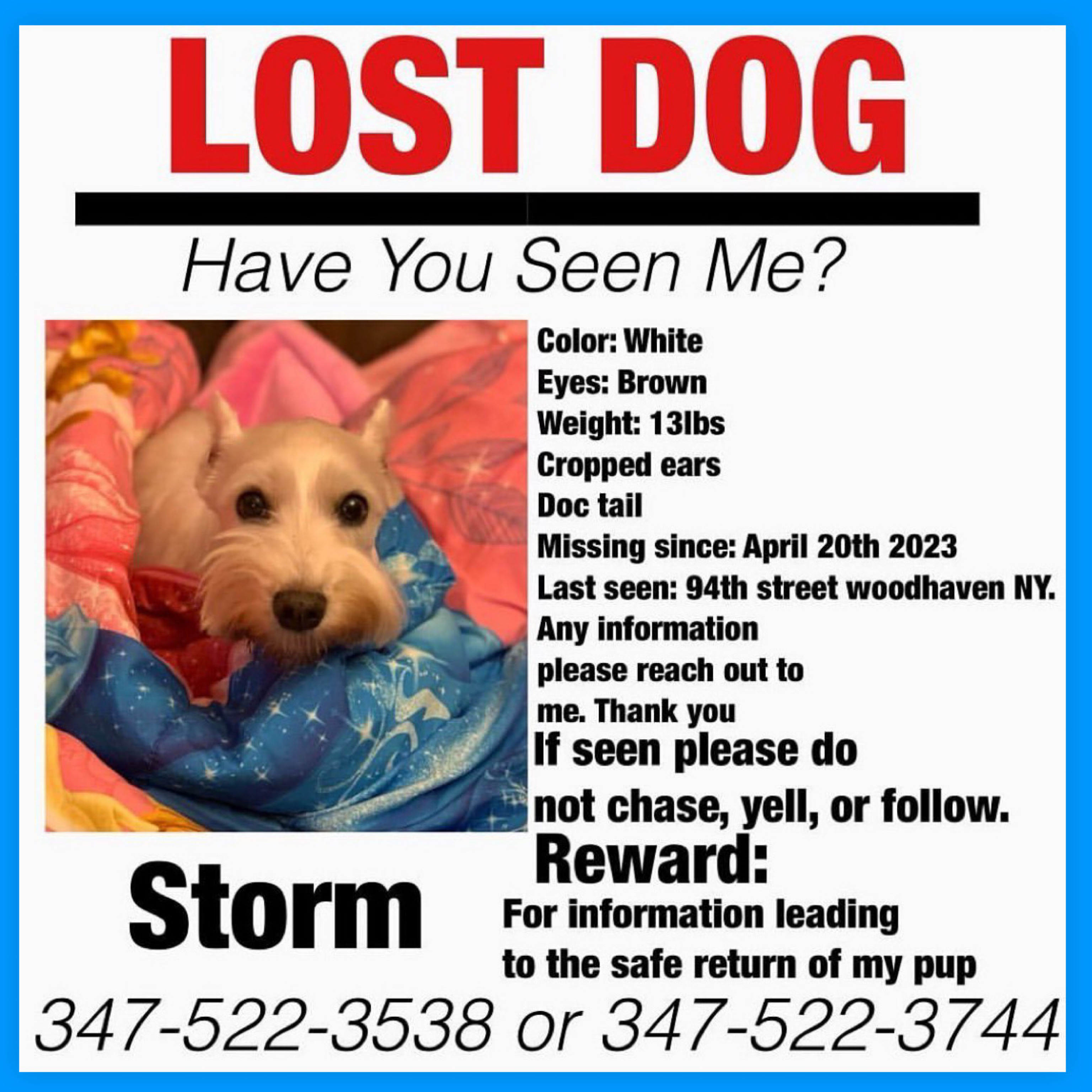 Tiny - A Female Dog Lost - 127th street and liberty avenu, Queens, New ...