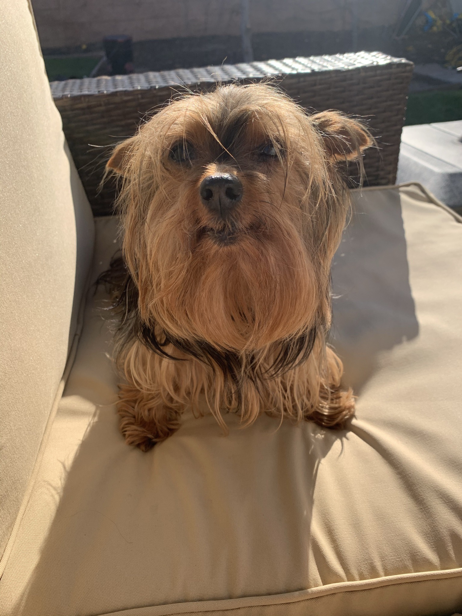 https://pawmaw-images.s3.ap-southeast-1.amazonaws.com/uploads/pets_image/lost_128369.jpeg