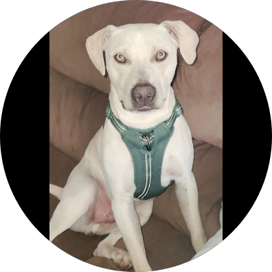 https://pawmaw-images.s3.ap-southeast-1.amazonaws.com/uploads/pets_image/lost_128441.png