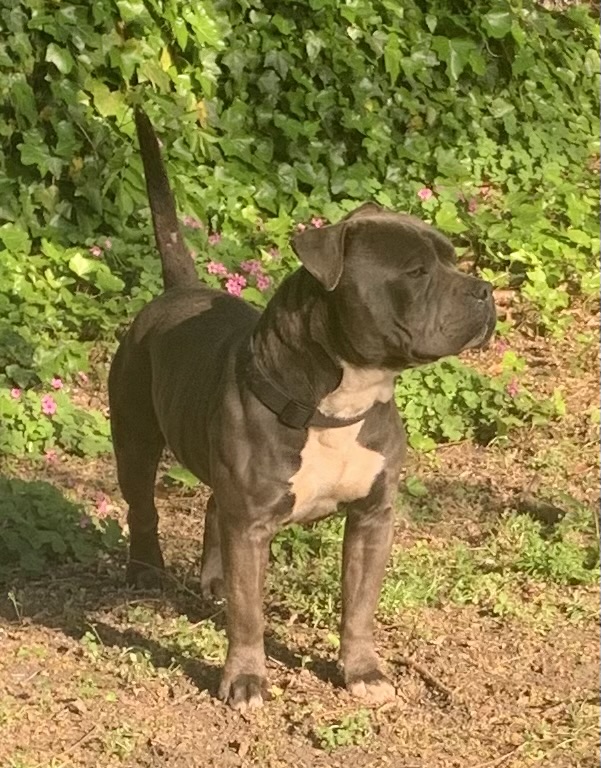 https://pawmaw-images.s3.ap-southeast-1.amazonaws.com/uploads/pets_image/lost_128520.jpeg
