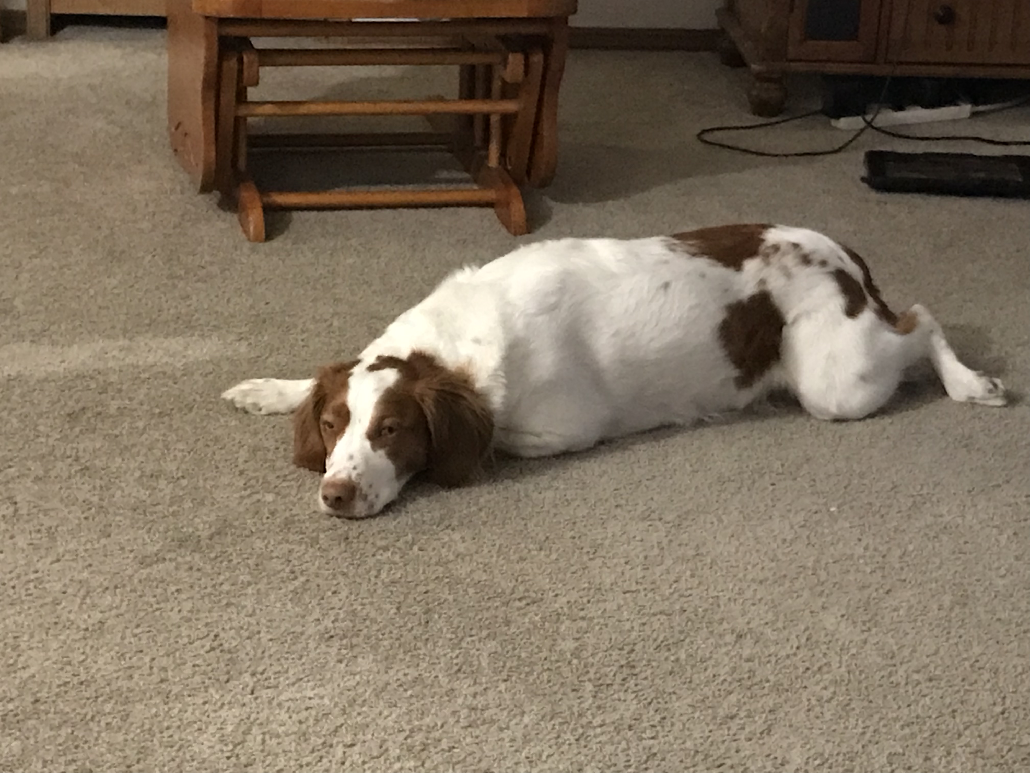 Lost best sale brittany spaniel