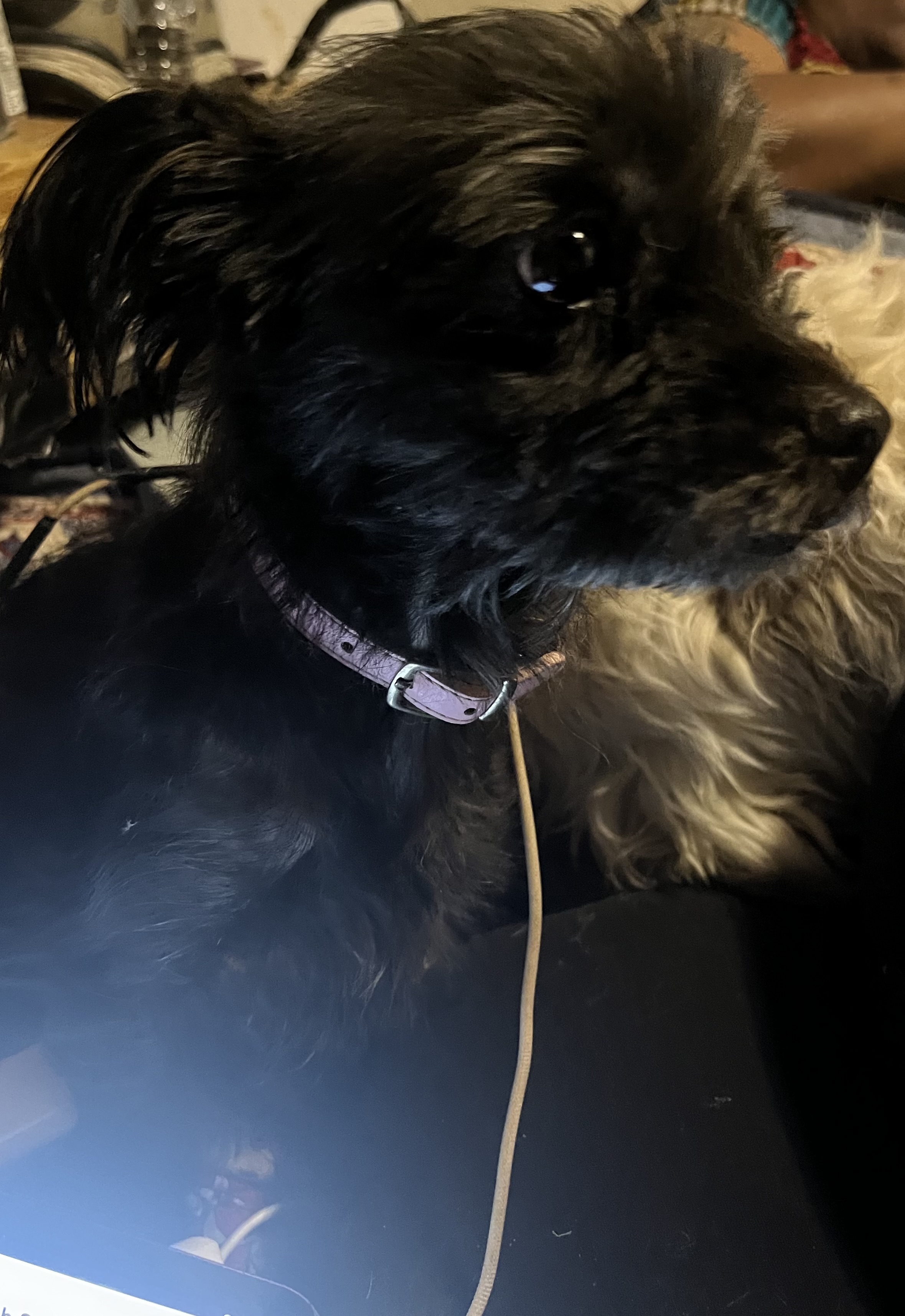 https://pawmaw-images.s3.ap-southeast-1.amazonaws.com/uploads/pets_image/lost_128707.jpeg