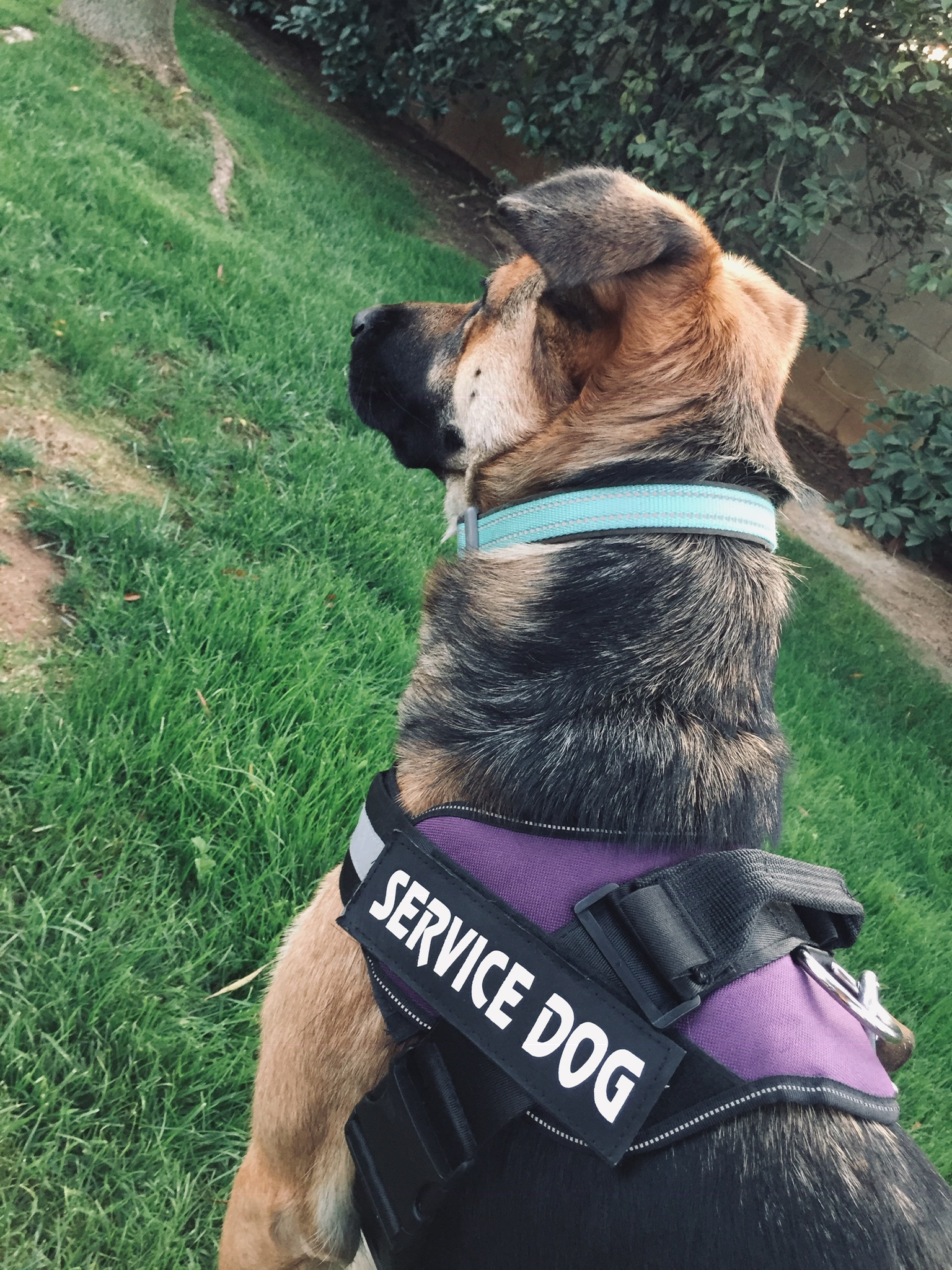 luna-a-female-dog-lost-east-parkside-drive-fresno-california
