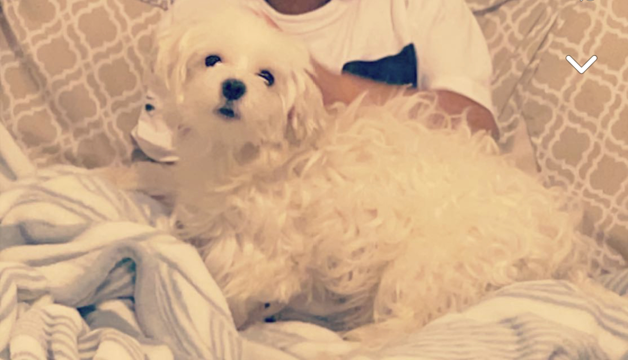 Oreo A undefined undefined Lost 500, Peconic Street, Ronkonkoma