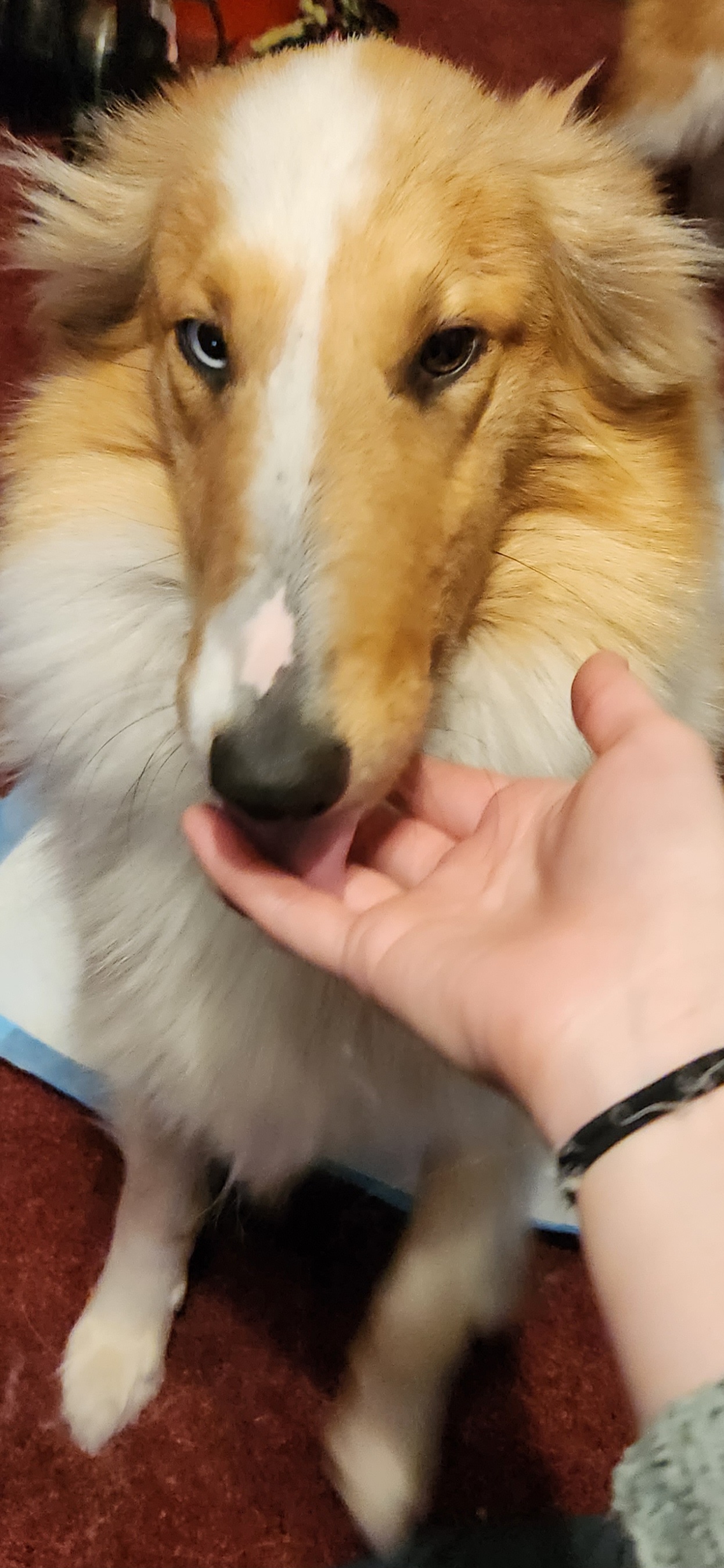 https://pawmaw-images.s3.ap-southeast-1.amazonaws.com/uploads/pets_image/lost_129065.jpg