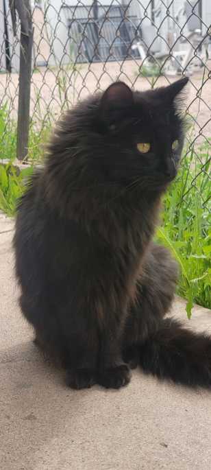 Bootsie - A Male Cat Lost - 2936, North 64th Drive, Phoenix, Arizona ...