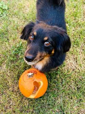 https://pawmaw-images.s3.ap-southeast-1.amazonaws.com/uploads/pets_image/lost_129516.png