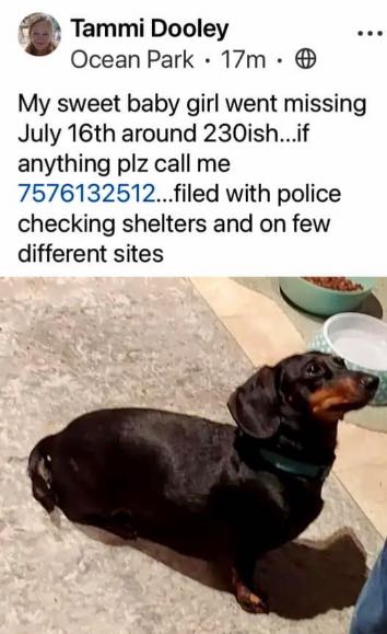https://pawmaw-images.s3.ap-southeast-1.amazonaws.com/uploads/pets_image/lost_129518.png