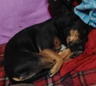 https://pawmaw-images.s3.ap-southeast-1.amazonaws.com/uploads/pets_image/lost_129530.png