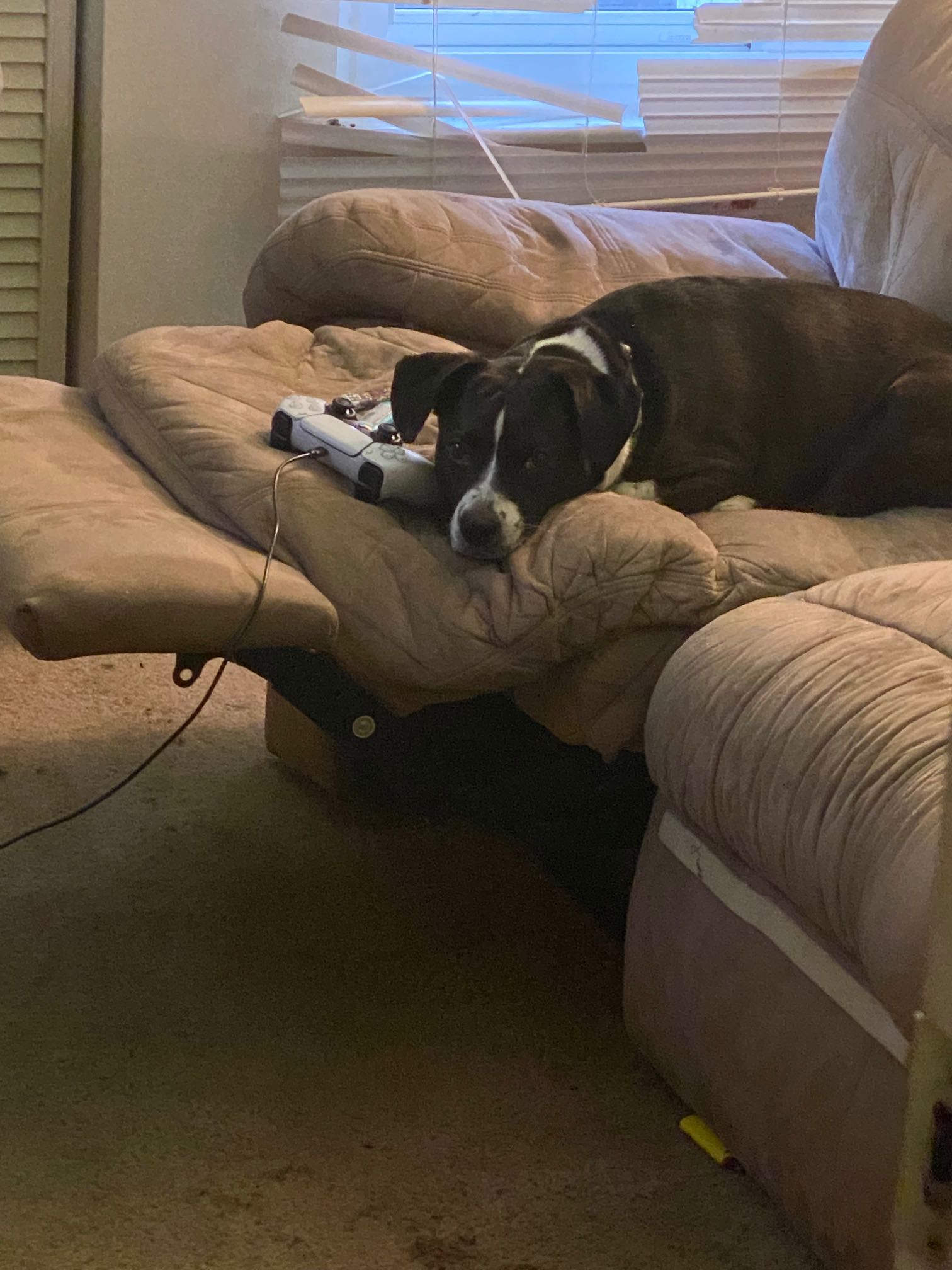 https://pawmaw-images.s3.ap-southeast-1.amazonaws.com/uploads/pets_image/lost_129537.png