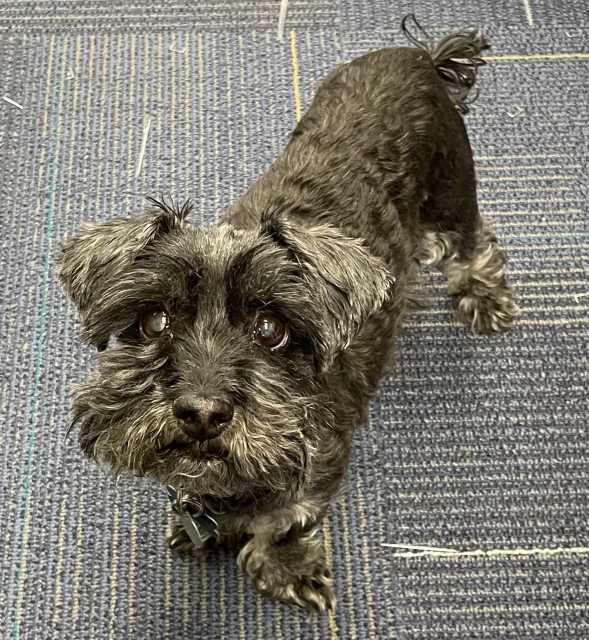 https://pawmaw-images.s3.ap-southeast-1.amazonaws.com/uploads/pets_image/lost_129719.png