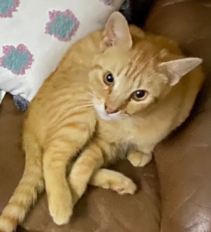Forty P” - A Male Cat Lost - 3852 Raven Lane, Belton, Texas