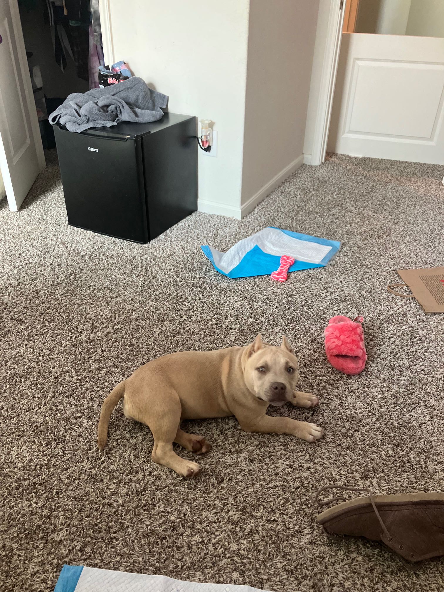 Lea A Female Dog Lost Coralberry Road, The Woodlands, Texas, 77381