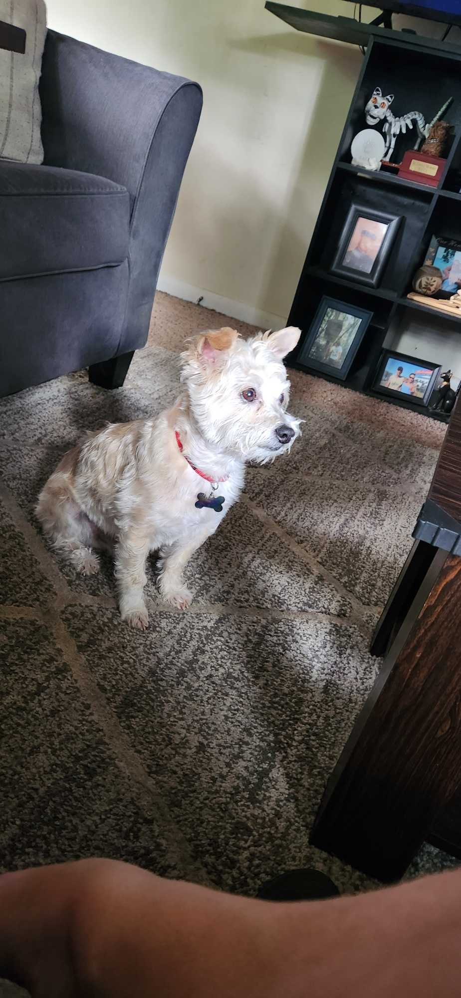 https://pawmaw-images.s3.ap-southeast-1.amazonaws.com/uploads/pets_image/lost_130040.png