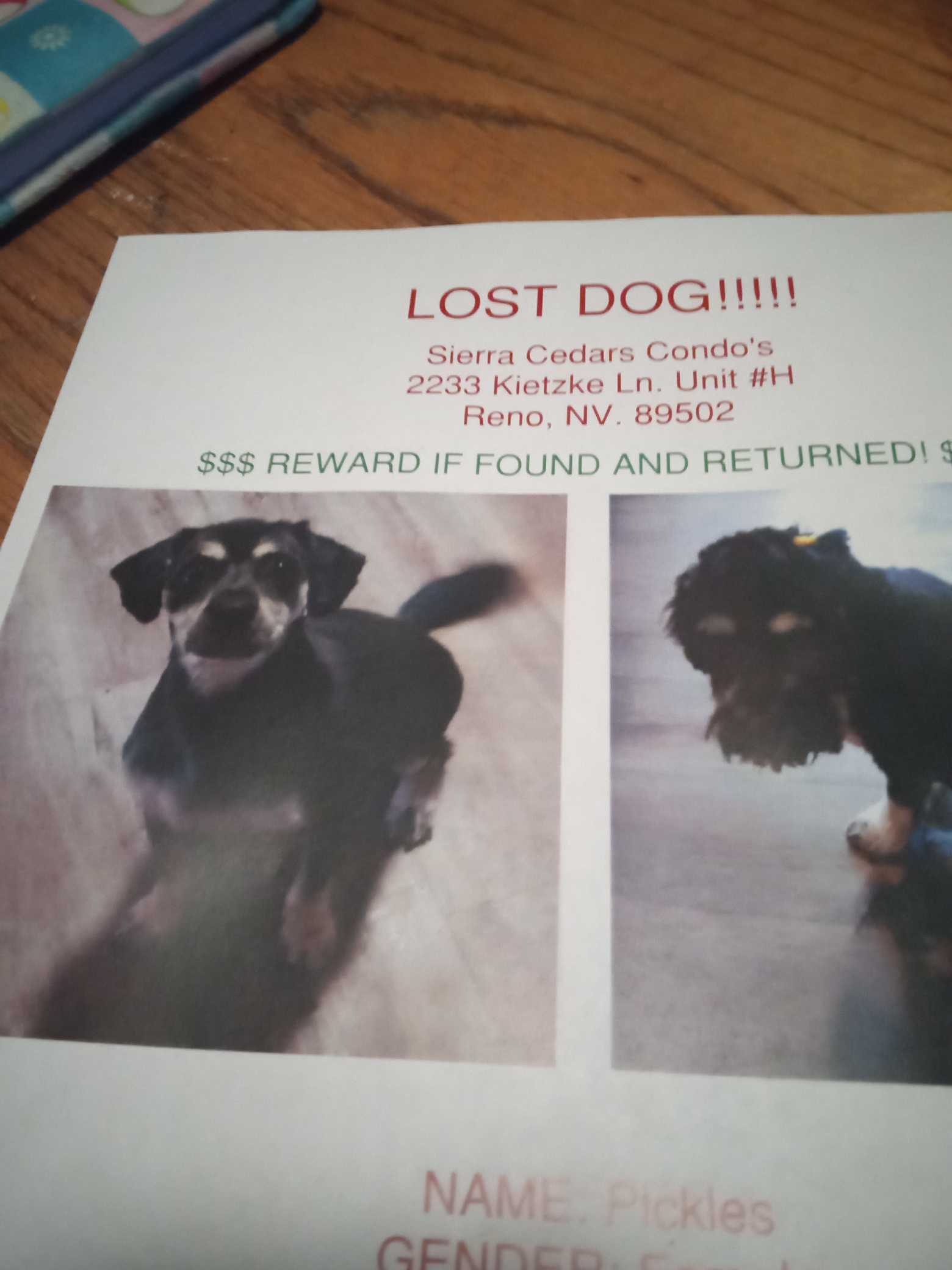 Pickles - A Female Dog Lost - 2233 Kietzke Lane, Reno, Nevada, 89502