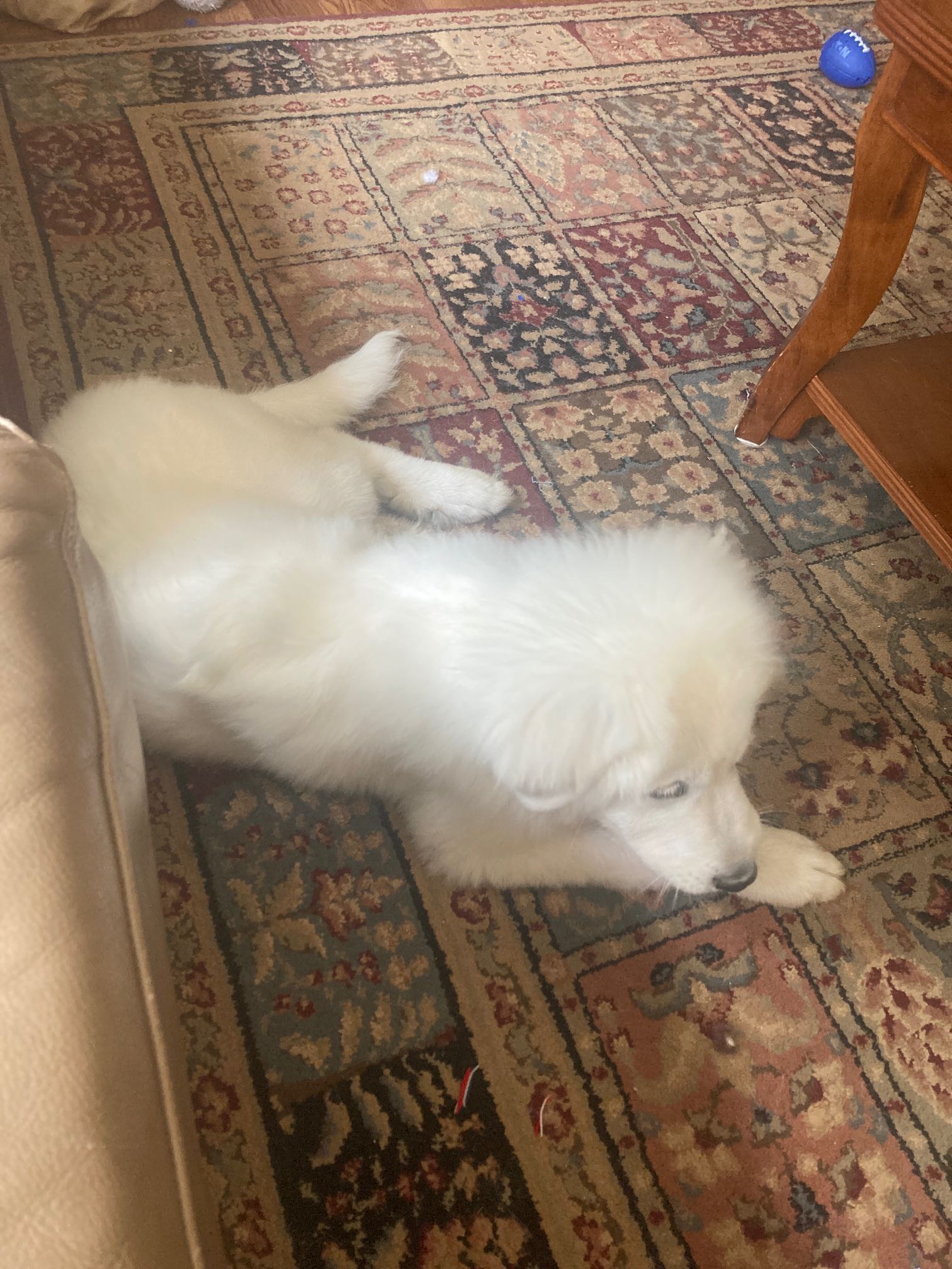 https://pawmaw-images.s3.ap-southeast-1.amazonaws.com/uploads/pets_image/lost_130430.png