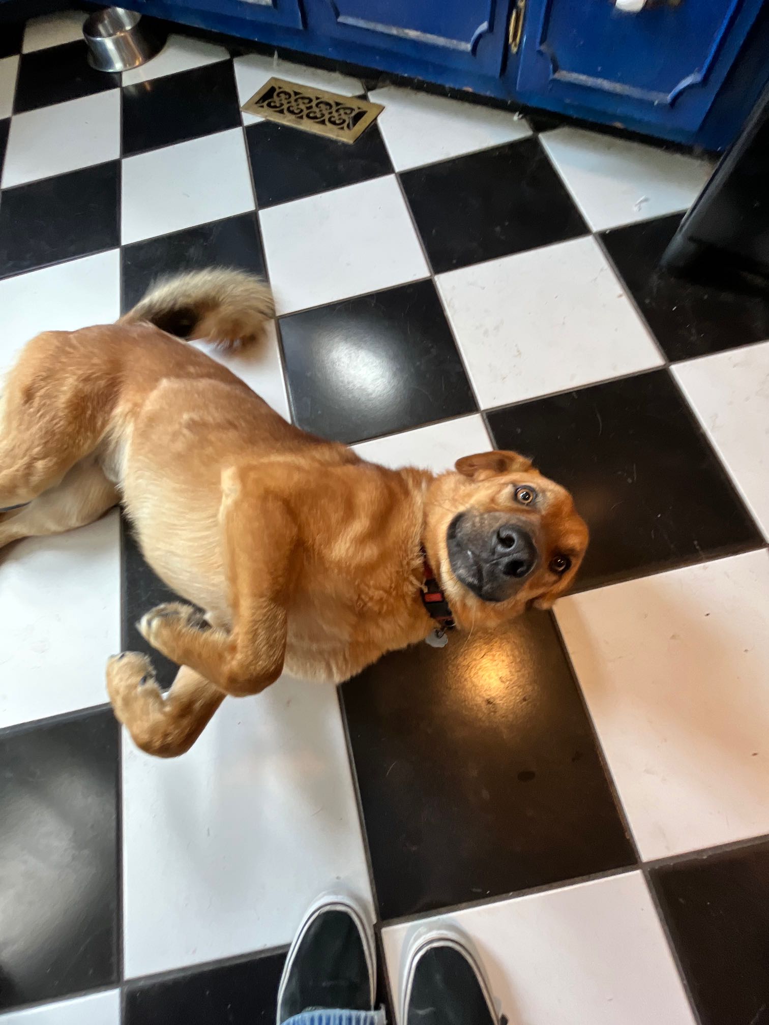https://pawmaw-images.s3.ap-southeast-1.amazonaws.com/uploads/pets_image/lost_130555.png