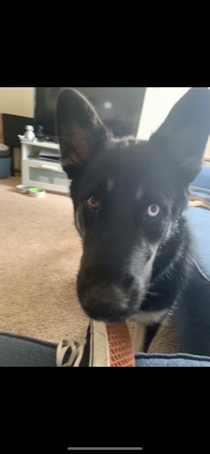 https://pawmaw-images.s3.ap-southeast-1.amazonaws.com/uploads/pets_image/lost_130574.png