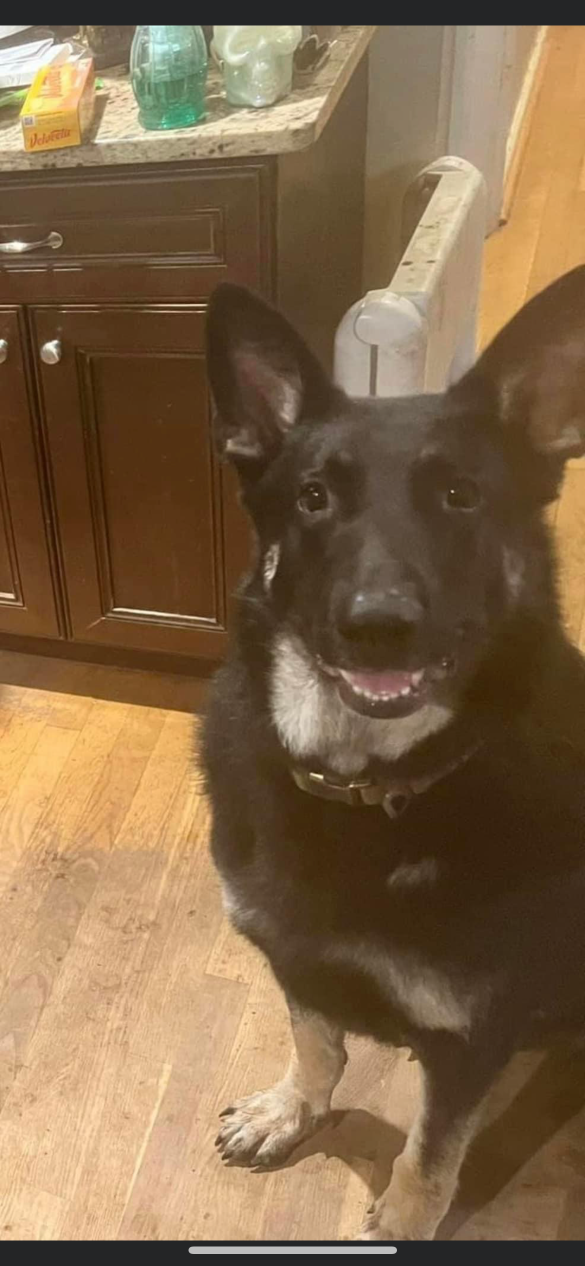 https://pawmaw-images.s3.ap-southeast-1.amazonaws.com/uploads/pets_image/lost_130599.png