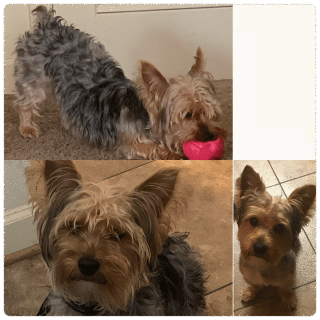 https://pawmaw-images.s3.ap-southeast-1.amazonaws.com/uploads/pets_image/lost_130863.png