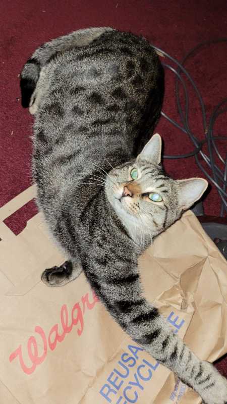 https://pawmaw-images.s3.ap-southeast-1.amazonaws.com/uploads/pets_image/lost_130872.png