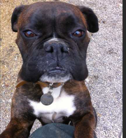 https://pawmaw-images.s3.ap-southeast-1.amazonaws.com/uploads/pets_image/lost_130926.png