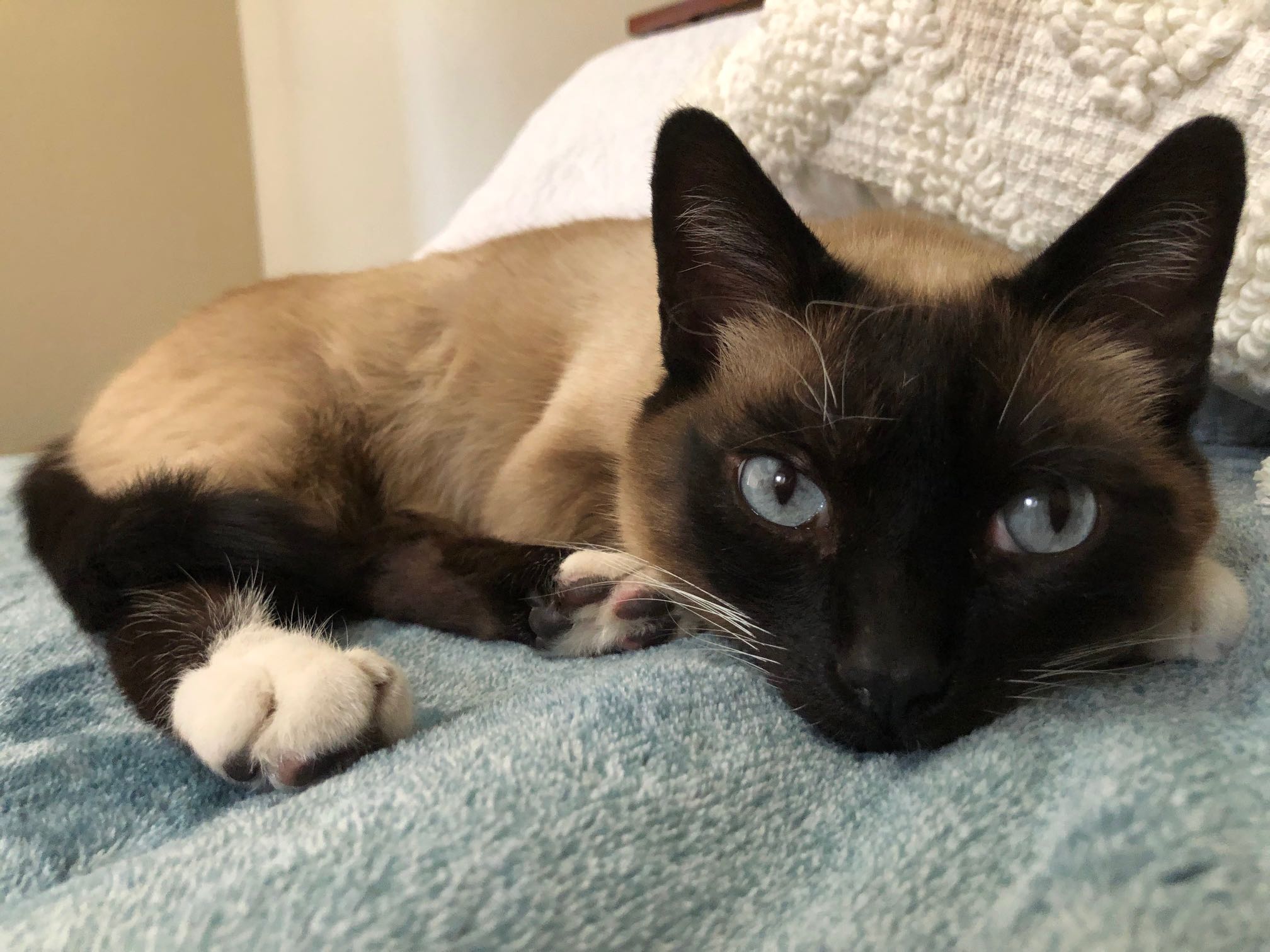 https://pawmaw-images.s3.ap-southeast-1.amazonaws.com/uploads/pets_image/lost_131002.png