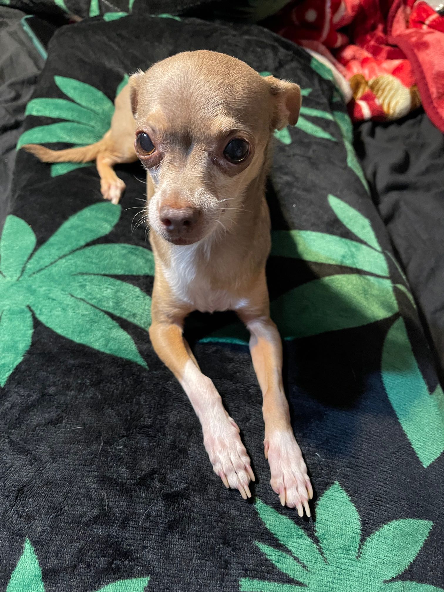 Zip - A Male Dog Lost - 14749, Thornton Road, Lodi, California, 95242 ...