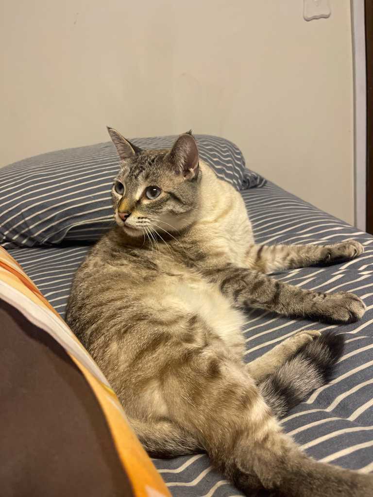 https://pawmaw-images.s3.ap-southeast-1.amazonaws.com/uploads/pets_image/lost_131278.png