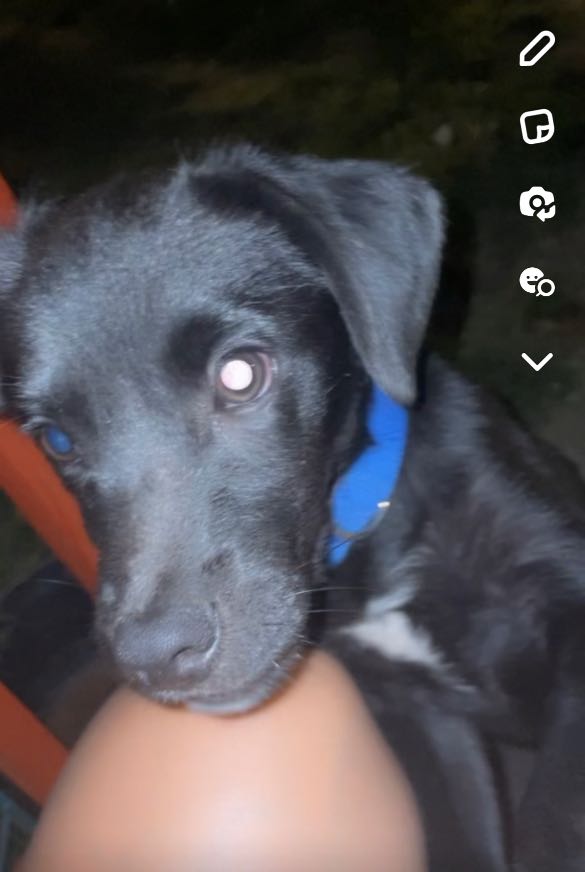 https://pawmaw-images.s3.ap-southeast-1.amazonaws.com/uploads/pets_image/lost_131368.png