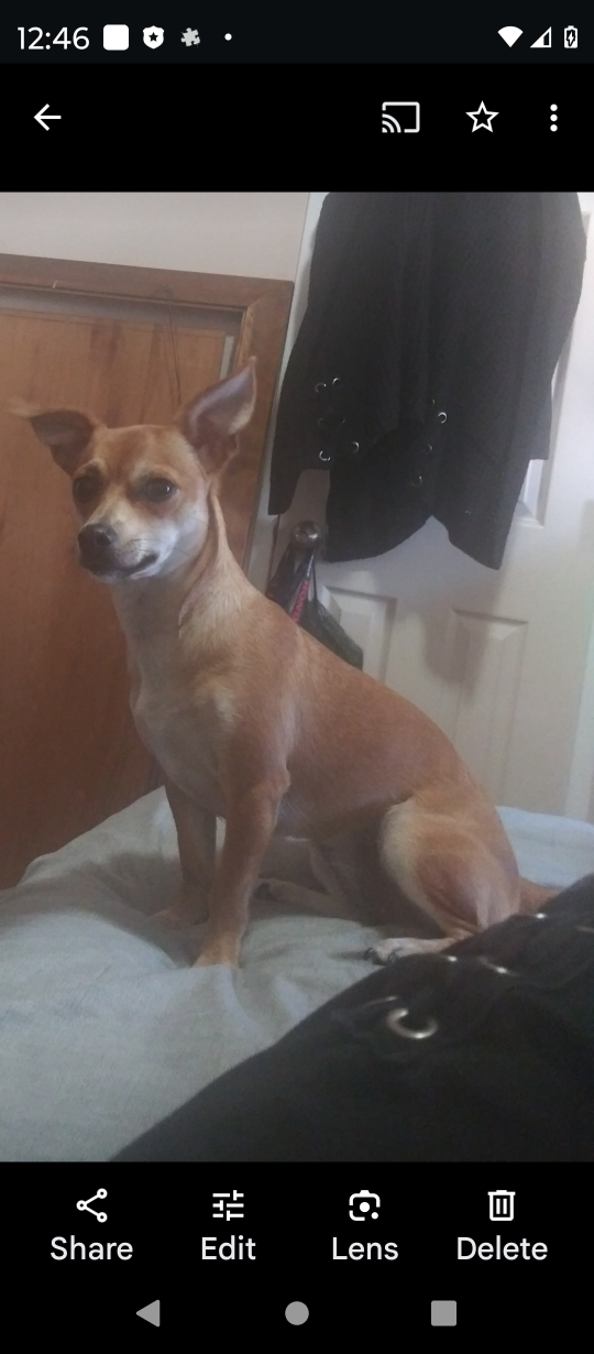 https://pawmaw-images.s3.ap-southeast-1.amazonaws.com/uploads/pets_image/lost_131377.png
