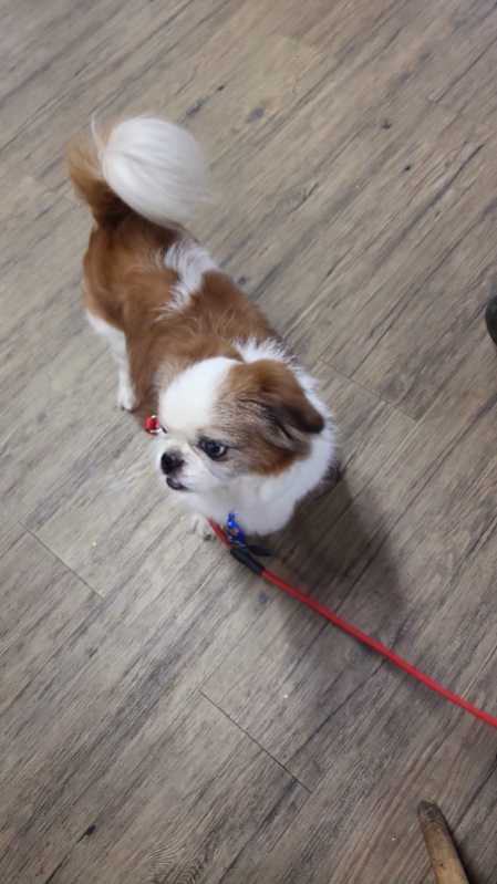 https://pawmaw-images.s3.ap-southeast-1.amazonaws.com/uploads/pets_image/lost_132109.png