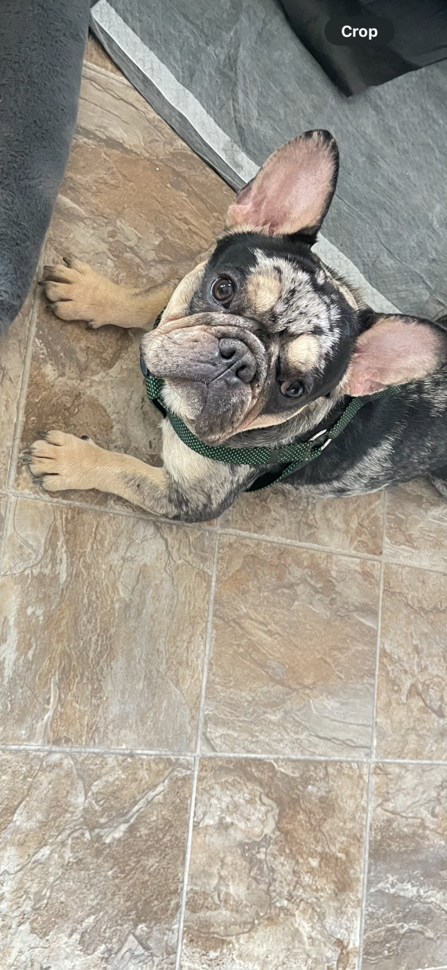 https://pawmaw-images.s3.ap-southeast-1.amazonaws.com/uploads/pets_image/lost_132208.png