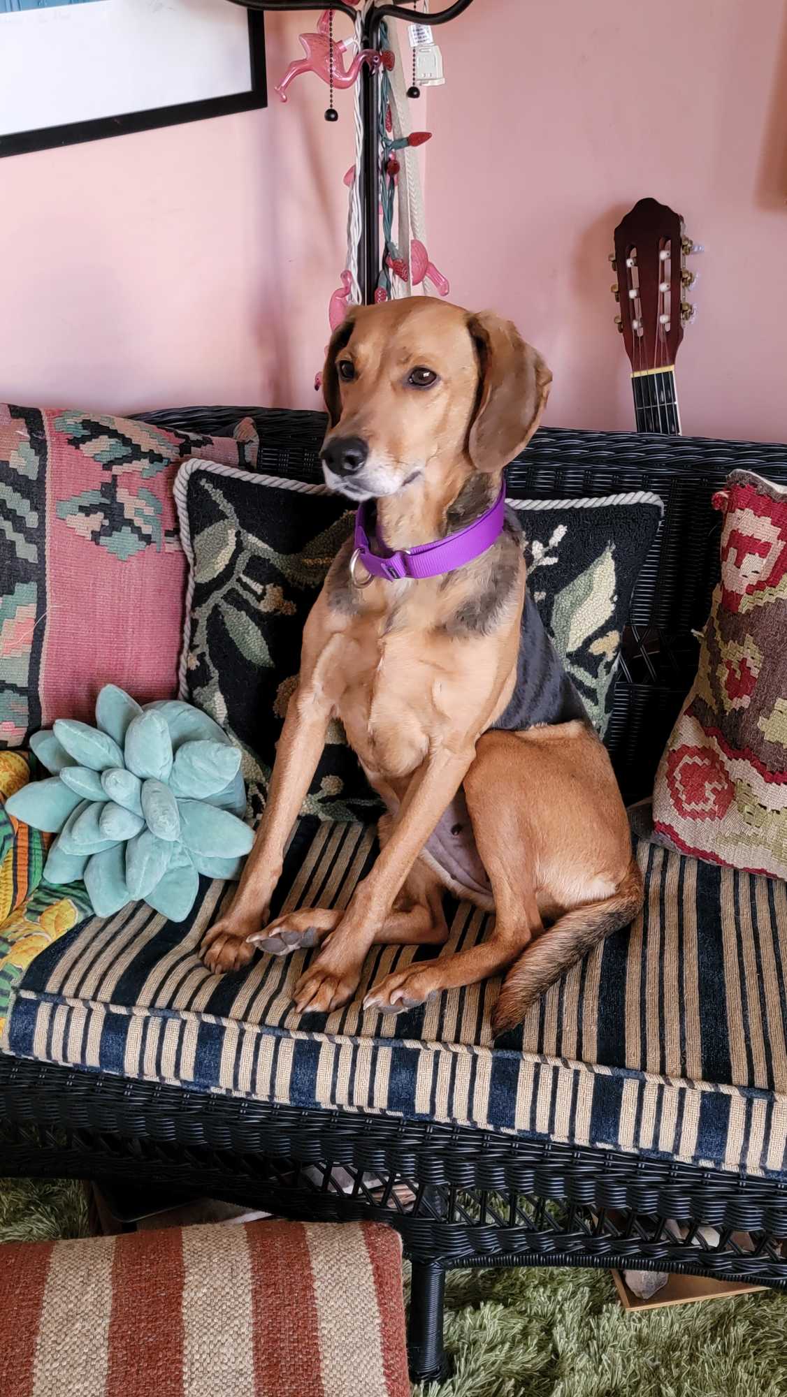 https://pawmaw-images.s3.ap-southeast-1.amazonaws.com/uploads/pets_image/lost_132303.png