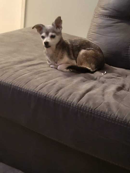 https://pawmaw-images.s3.ap-southeast-1.amazonaws.com/uploads/pets_image/lost_132750.png