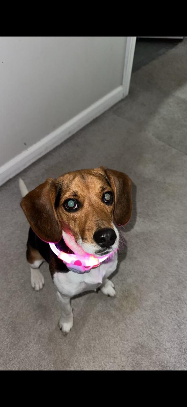 https://pawmaw-images.s3.ap-southeast-1.amazonaws.com/uploads/pets_image/lost_133873.png
