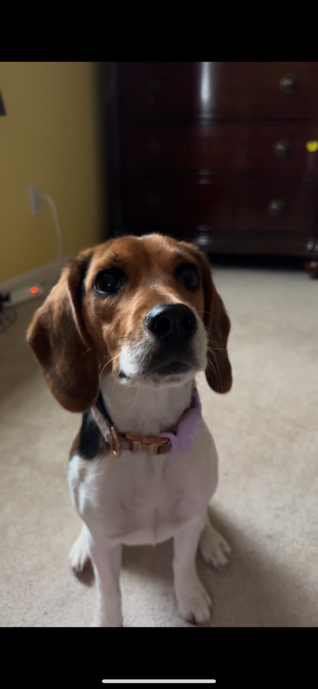 https://pawmaw-images.s3.ap-southeast-1.amazonaws.com/uploads/pets_image/lost_133874.png