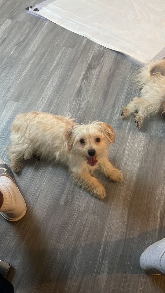 https://pawmaw-images.s3.ap-southeast-1.amazonaws.com/uploads/pets_image/lost_134234.png
