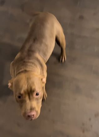 https://pawmaw-images.s3.ap-southeast-1.amazonaws.com/uploads/pets_image/lost_134370.png