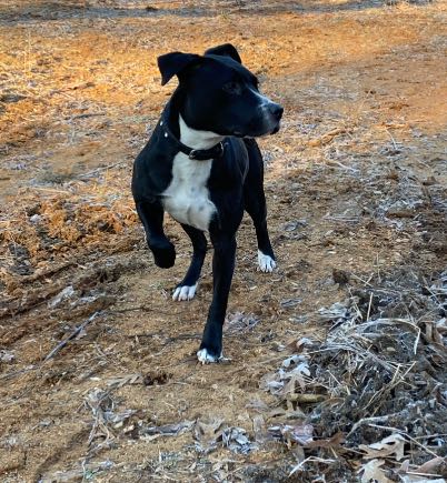 https://pawmaw-images.s3.ap-southeast-1.amazonaws.com/uploads/pets_image/lost_134569.png