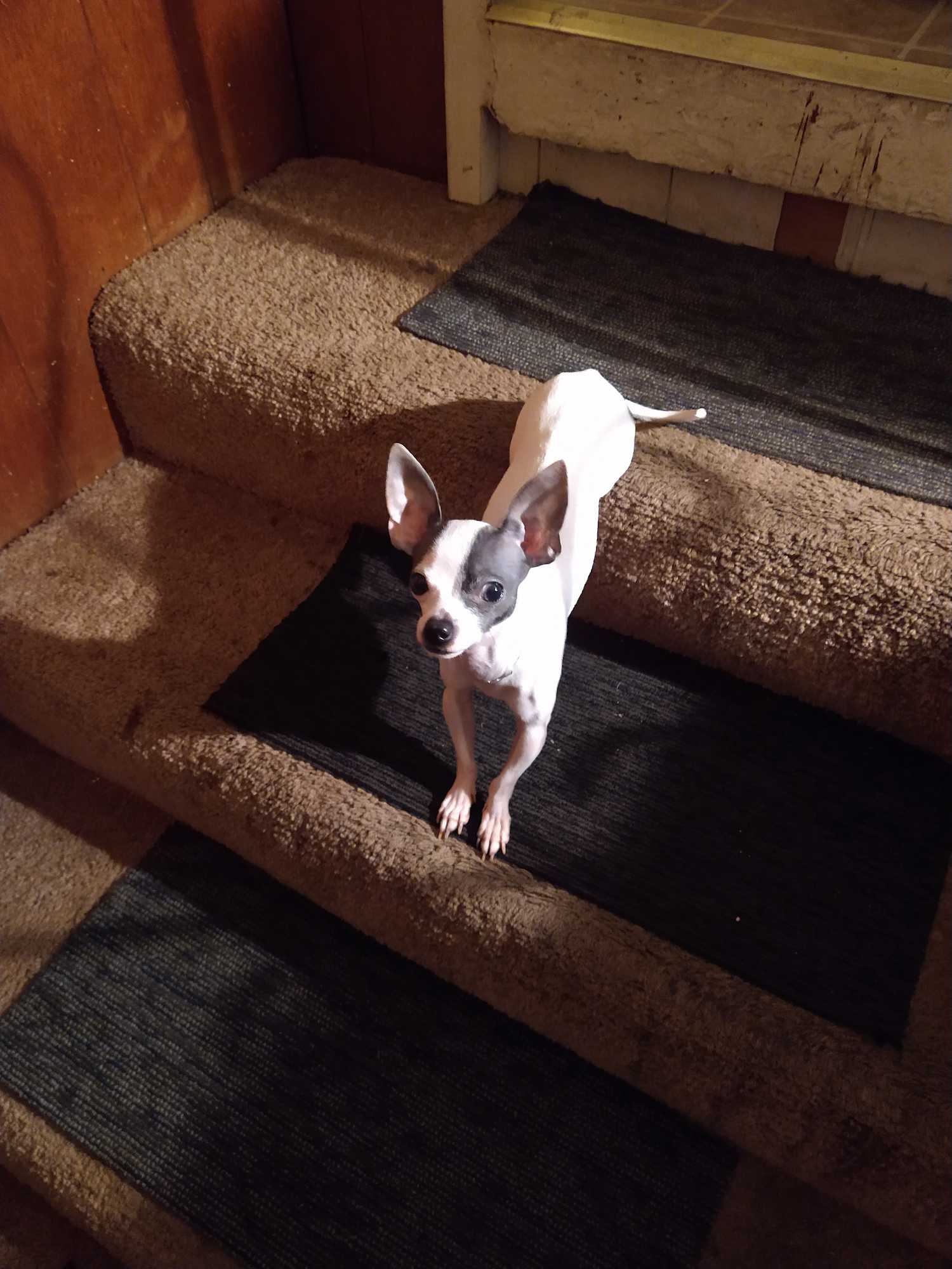 https://pawmaw-images.s3.ap-southeast-1.amazonaws.com/uploads/pets_image/lost_134645.png