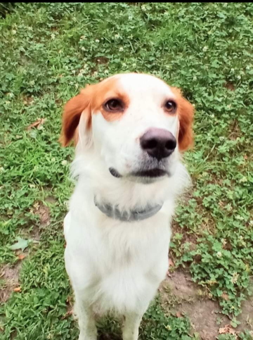 https://pawmaw-images.s3.ap-southeast-1.amazonaws.com/uploads/pets_image/lost_135416.png
