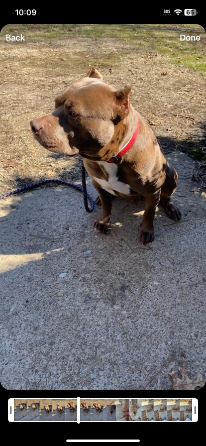https://pawmaw-images.s3.ap-southeast-1.amazonaws.com/uploads/pets_image/lost_135986.png