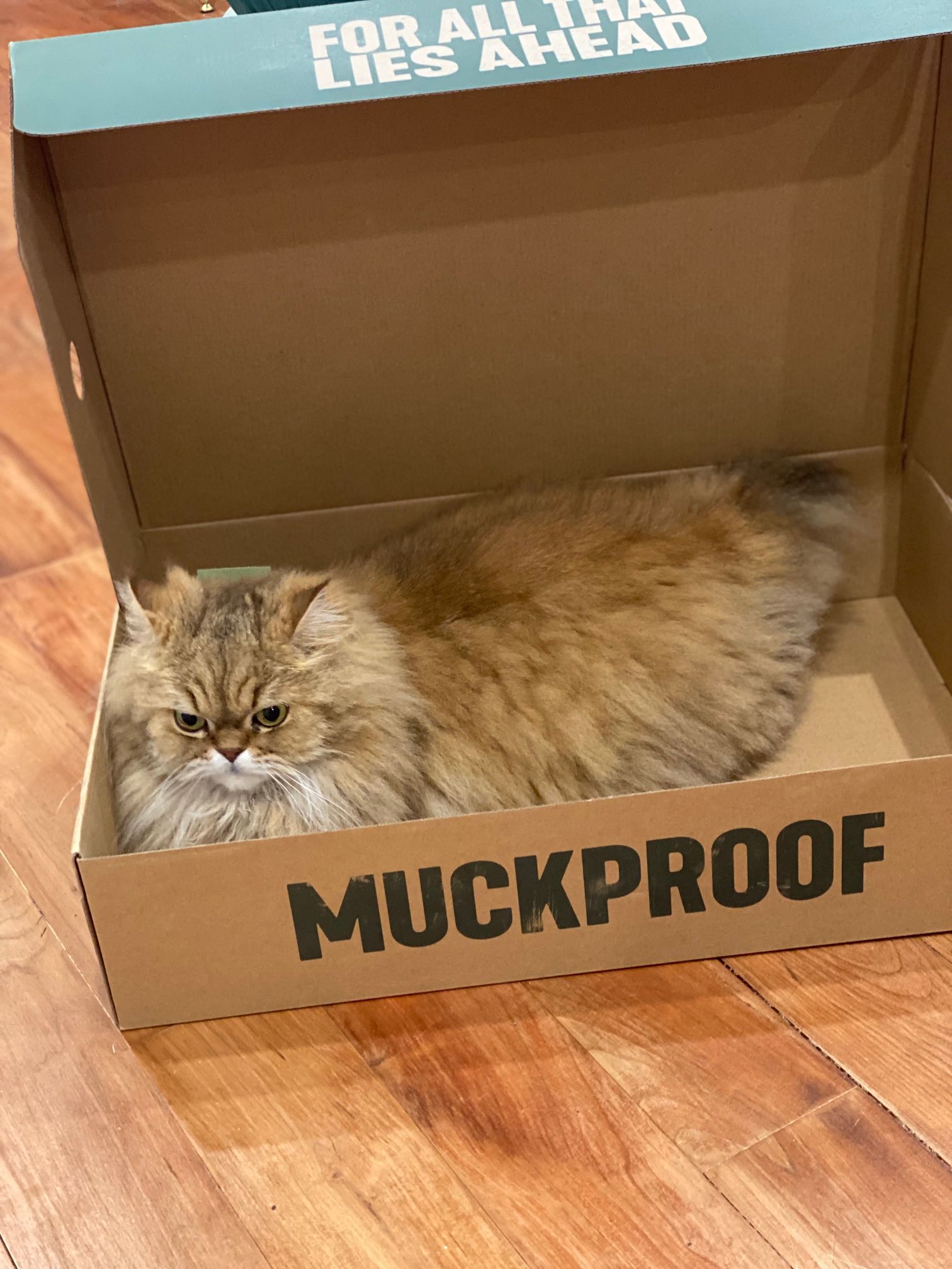 https://pawmaw-images.s3.ap-southeast-1.amazonaws.com/uploads/pets_image/lost_135992.png